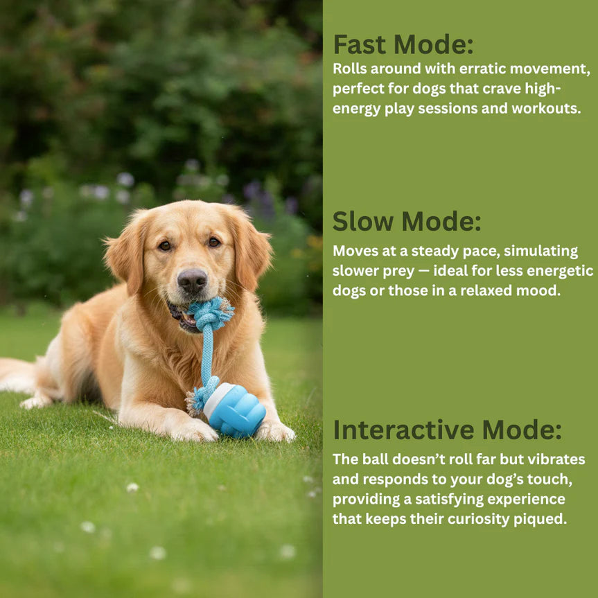 Mindball – Designed to Improve Your Dog’s Focus, Curiosity & Emotional Health